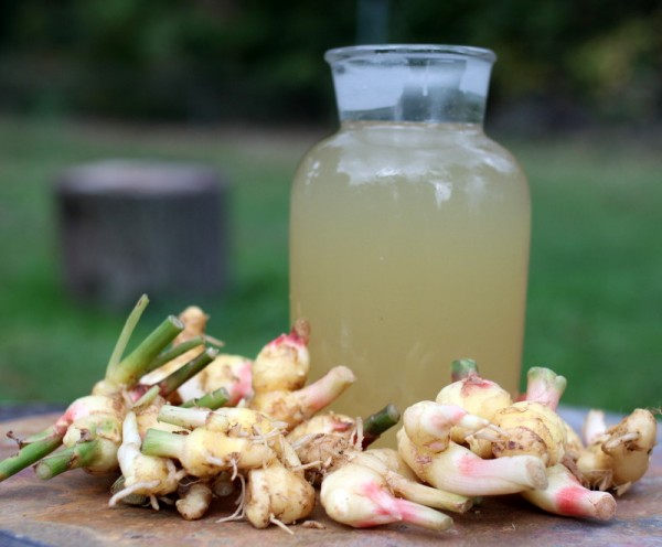 baby ginger raw honey syrup recipe