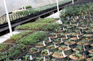 tomato seedlings in fisher greenhouse