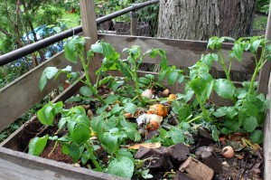 potatoes growing in compost bin