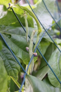 baby green beans growing