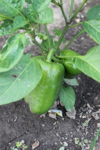 immature green peppers growing