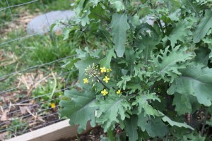 flowers on kale must be removed