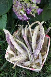basket of home grown dragon tongue beans