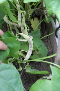 dragon tongue beans on homegrown plant