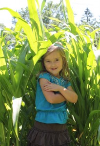 corn taller than preschooler