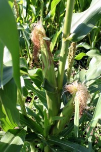 corn tassels on homegrown plant