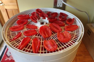 dehydrating tomatoes after 5 hours