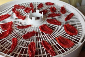 dried tomatoes after 18 hours