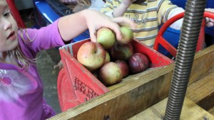 kids putting apples in cider press