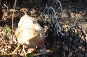 backyard chicken with mouse