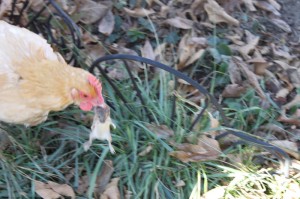 backyard chicken with mouse