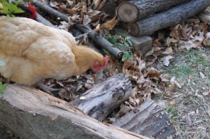 chicken running with mouse in woodpile