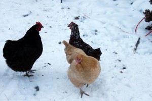 backyard chickens in snow