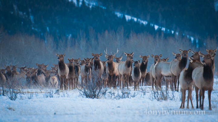 Elk herd in winter