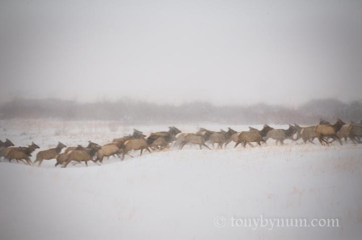 elk herd running though snow 
