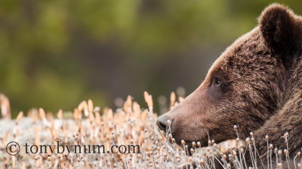 Grizzly Bear Boar Resting 
