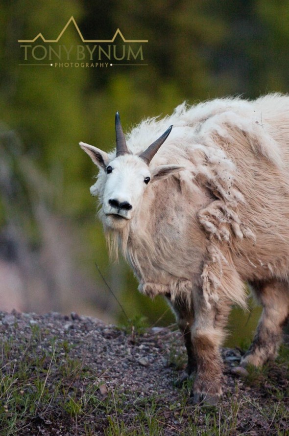 mountain goat photographed in late spring Notice the hair falling out - not a very useful image and far less attractive than the one on the cover of Sports Afield Magazine. 