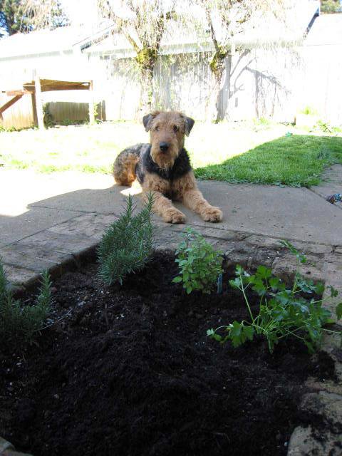 image of 5 hierbas que le hacen bien a tu perro — Instituto Perro