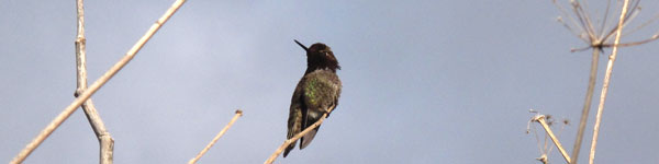 Kim Weston - Hummingbird at Carmel River Beach