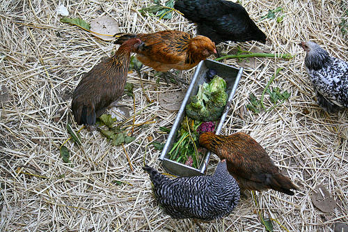 chickens eating