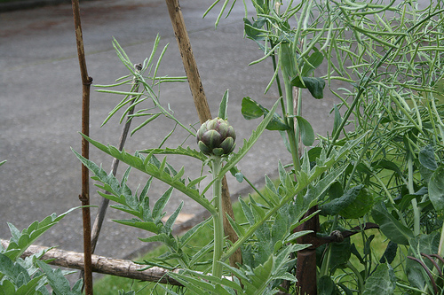 artichoke bud