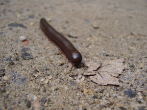 I took about 100 pix of a meandering centipede. This was my favorite.