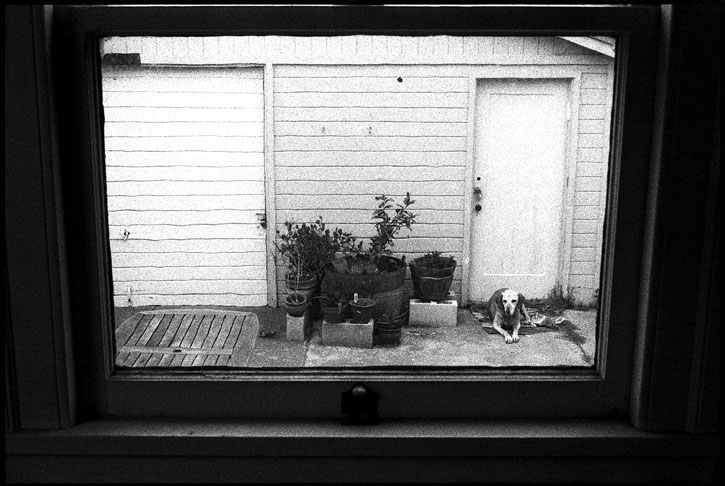 0227_00 black and white photograph, hound dog through the window, oakland ca