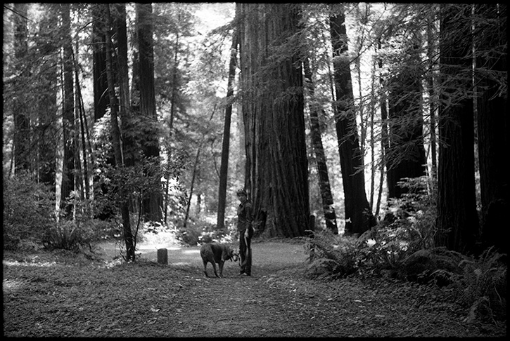 0237_0A Black and White Photograph - Redwoods, Mendocino, August of 2012