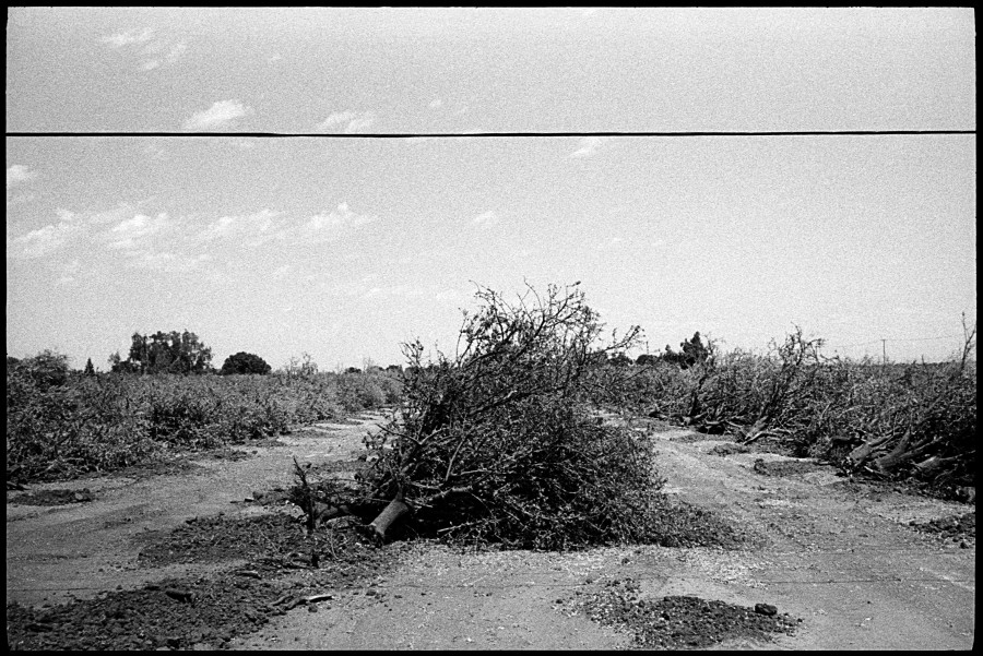 0315_18 Dead Fruit Trees, Merced CA