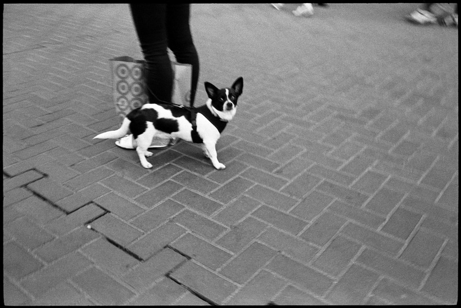 0367_09A Dog On Market Street San Francisco
