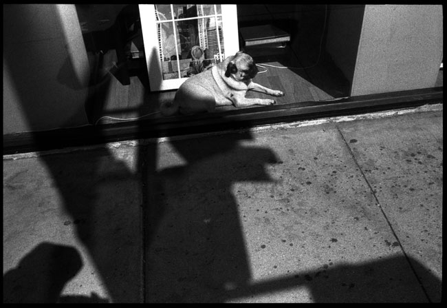 Black and White Photograph: Dog in the Window, Chinatown, San Francisco
