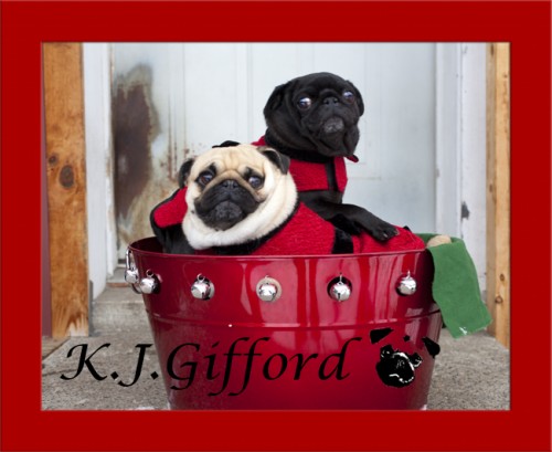 Fawn and Black Pugs in Red Bucket Outside