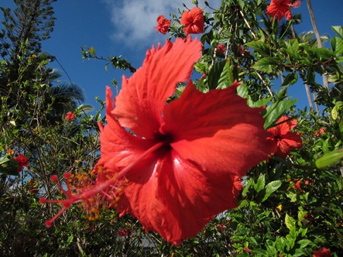 Blog Flower Red