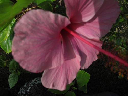 Blog Flower Pink