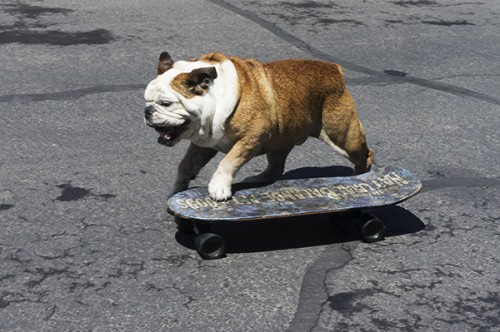 Tillman the skateboarding dog