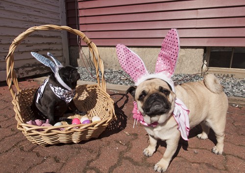 Blog Easter Pugs