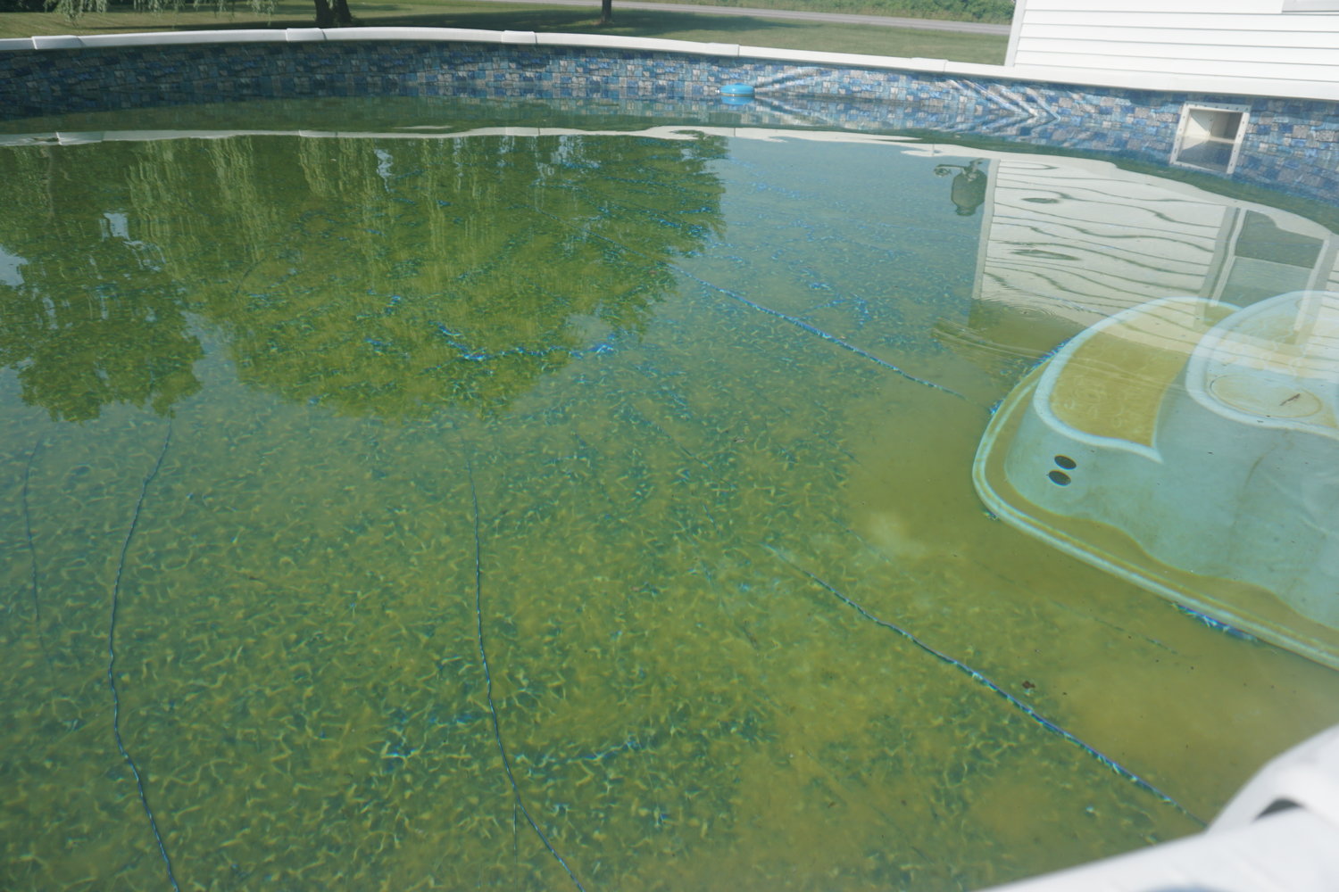 How to clear mustard algae