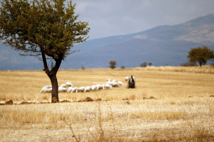 Shepherd leading his sheep