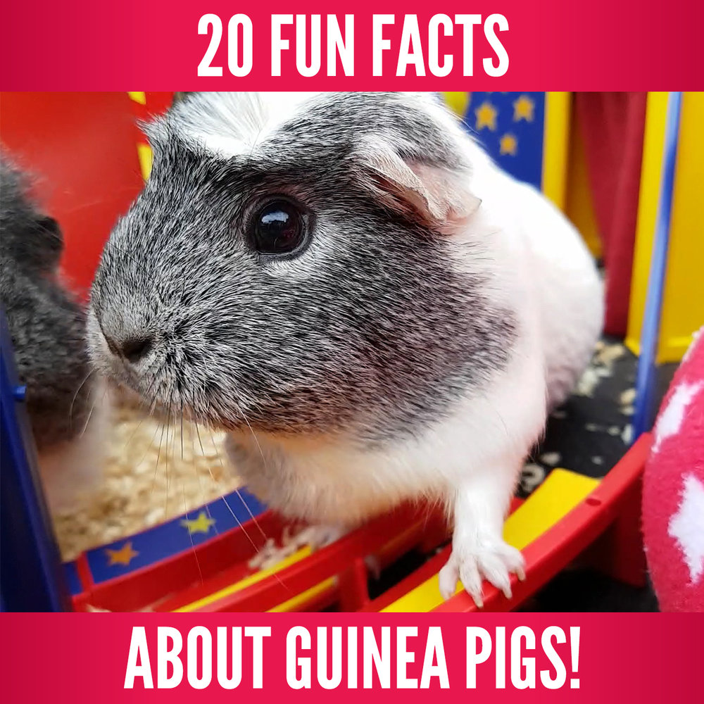 what do guinea pigs do for fun