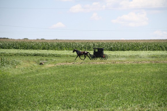A horse and buggy traverse the race course