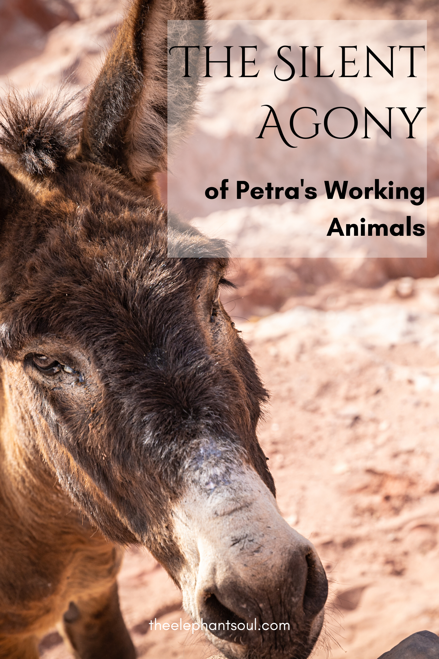 The Silent Agony of Petra's Working Animals — The Elephant Soul