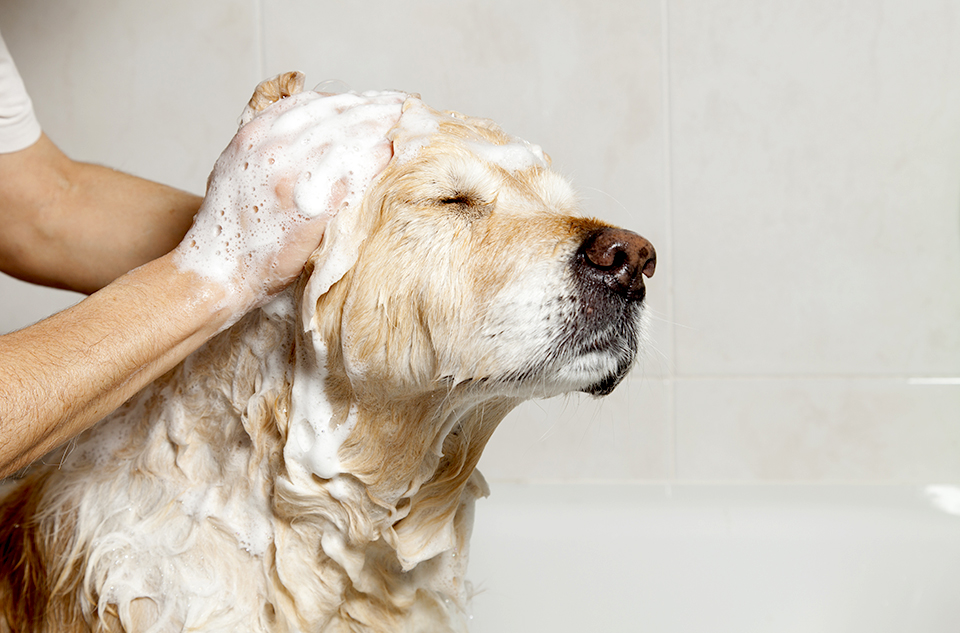 7 Tips for Grooming Your Dog in Quarantine  — Lowcountry Dog