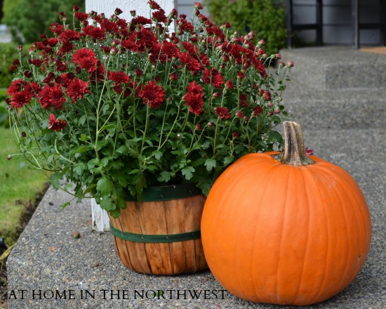 FALL MUMS AT HOME IN THE NORTHWEST BLOG