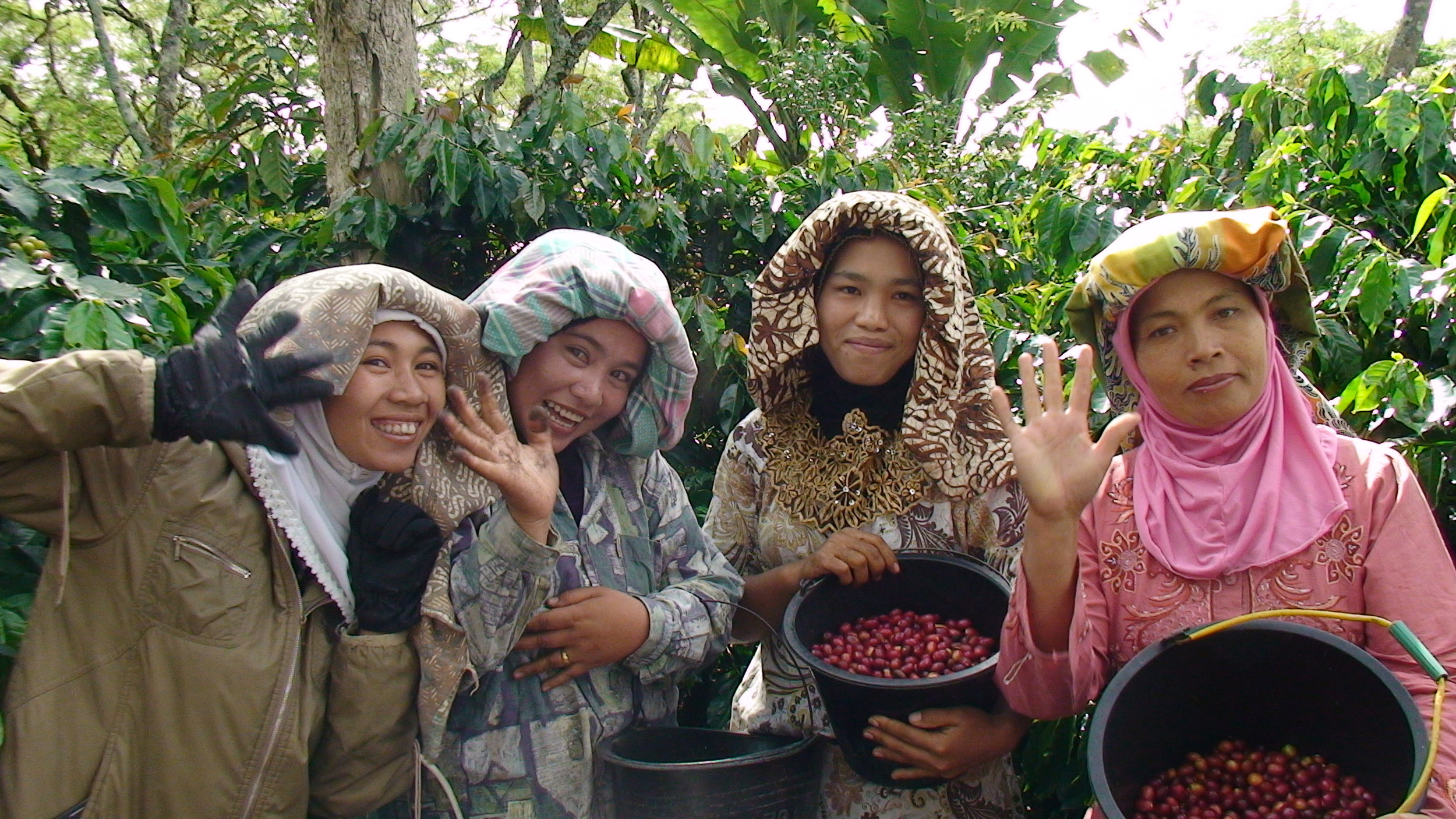 Specialty coffee being picked at Aceh Ketiara in Sumatra