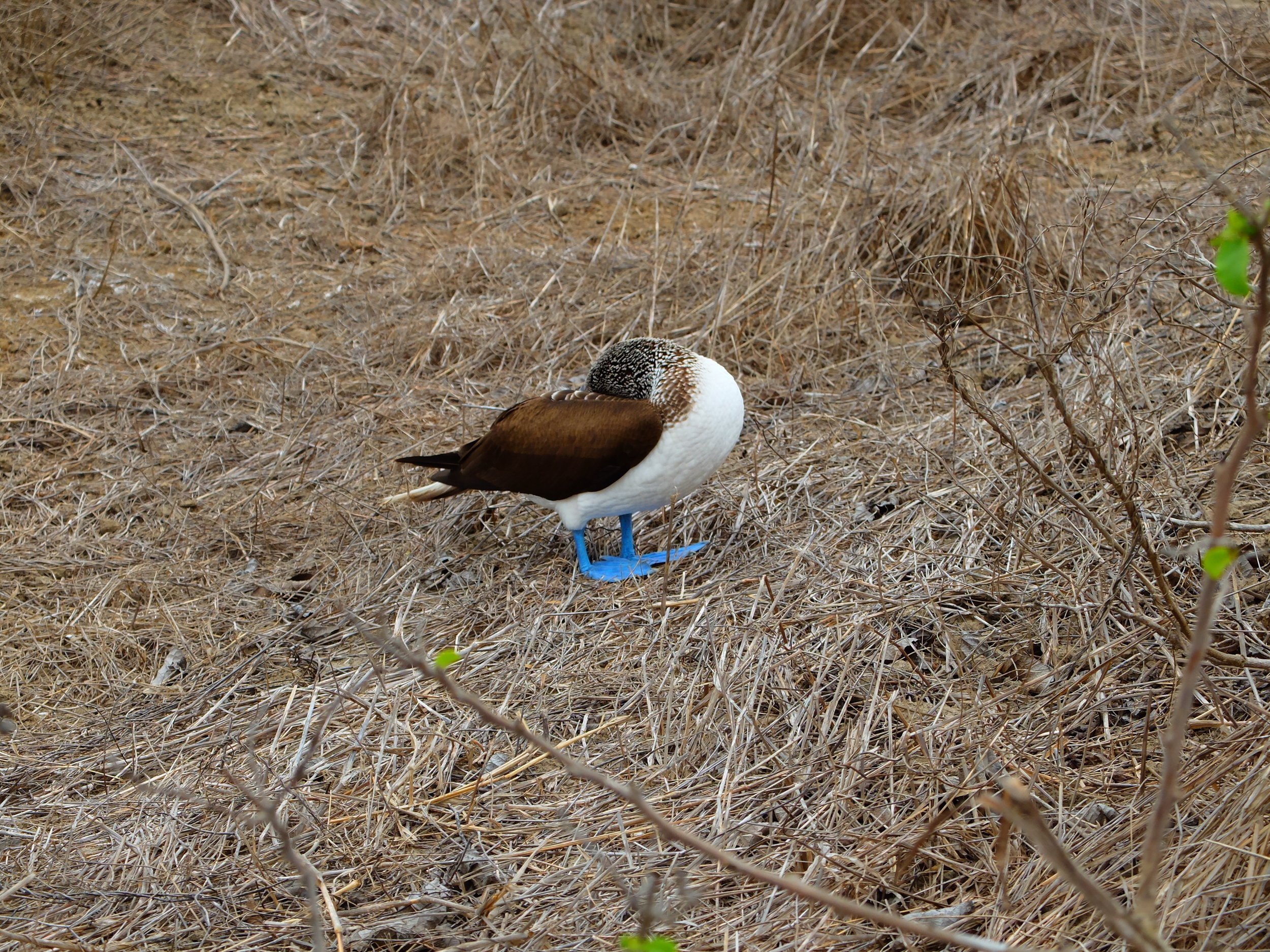 Blue-Footed Booby - Who Dreams Up These Names? • Travel Tales of Life