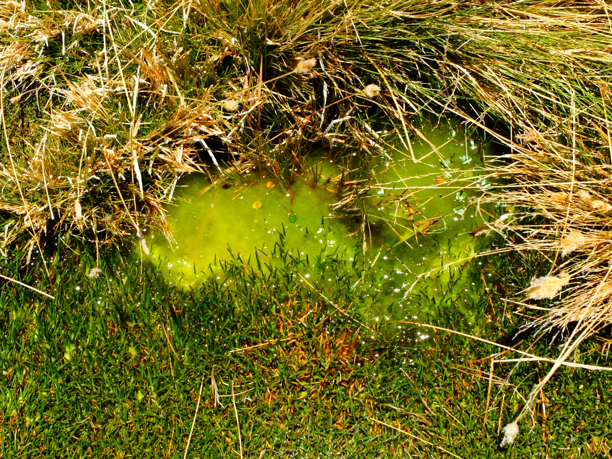 A brilliant green bog
