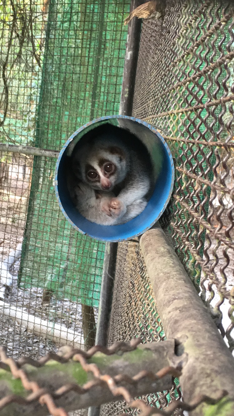Wildlife Rescue in Thailand — Animal Experience International
