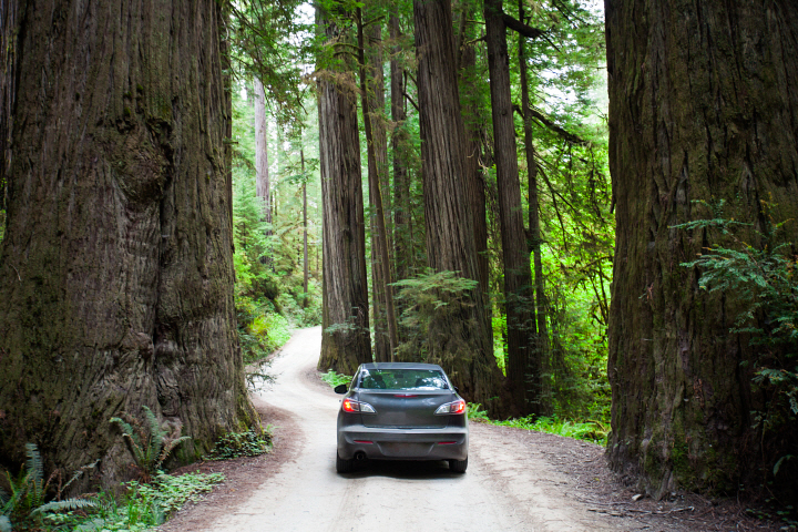 A car driving on Howland Hill Road towards Stout Grove in Jedediah Smith Redwoods State Park.
