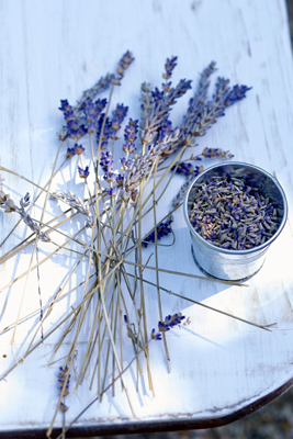 lavender picking
