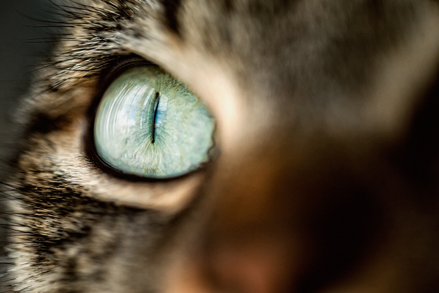 Cat eye, close-up